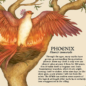 A Natural History of Magical Beasts